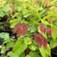 Epimedium grandiflorum 